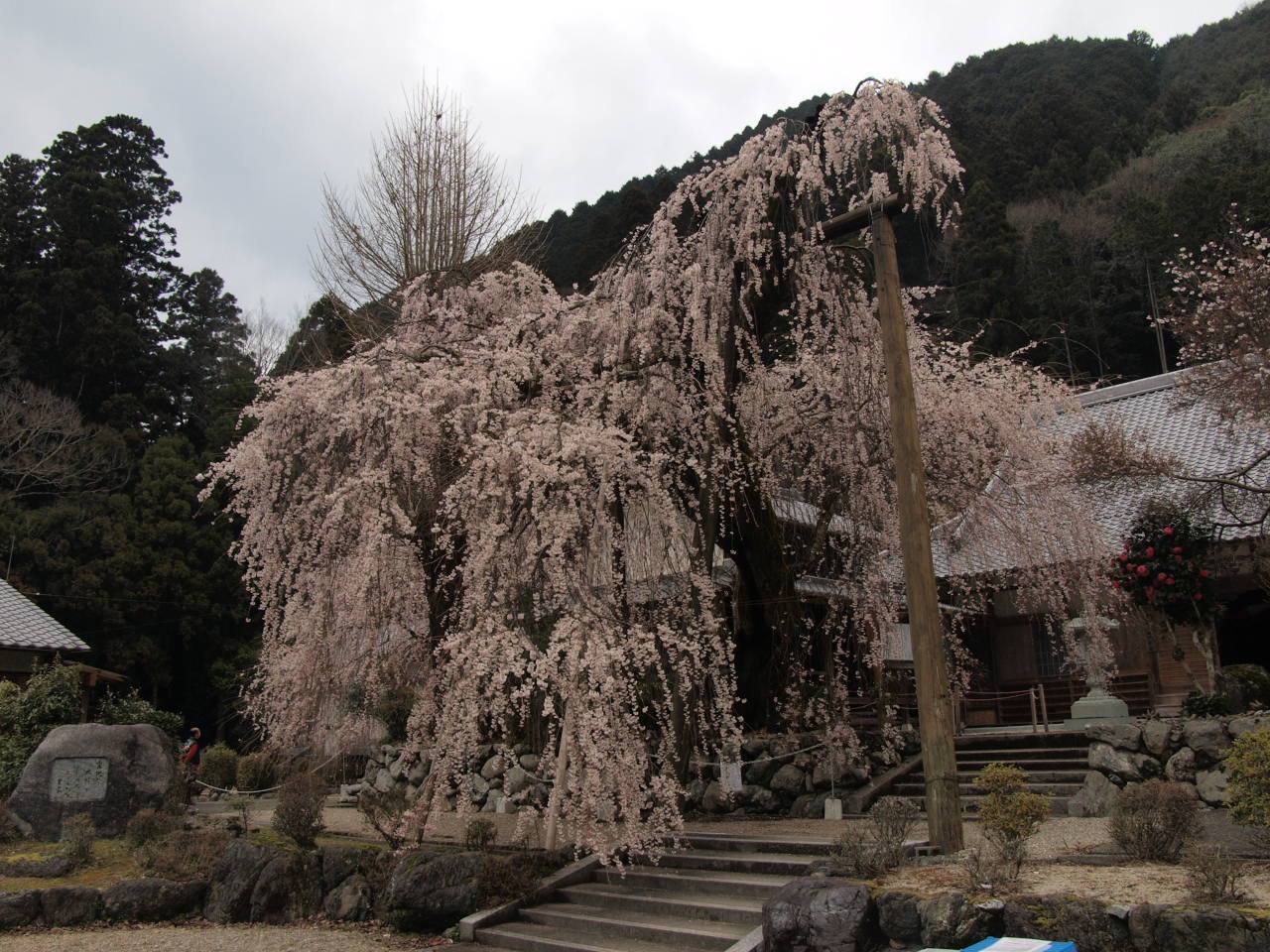 宝蔵寺のしだれ桜_d0020300_134551.jpg