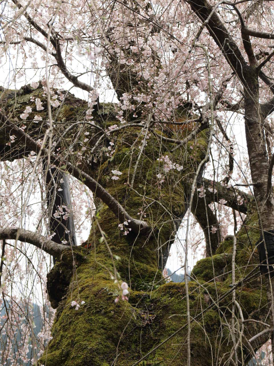 宝蔵寺のしだれ桜_d0020300_153836.jpg