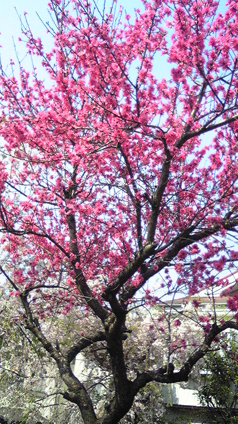 *happyなこと*_f0195703_23411093.jpg