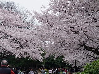 本日の桜と_d0023906_0581796.jpg