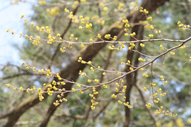 ぎしゃの花_f0091207_23313481.jpg