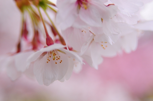 甲州花の寺_d0051608_17554349.jpg