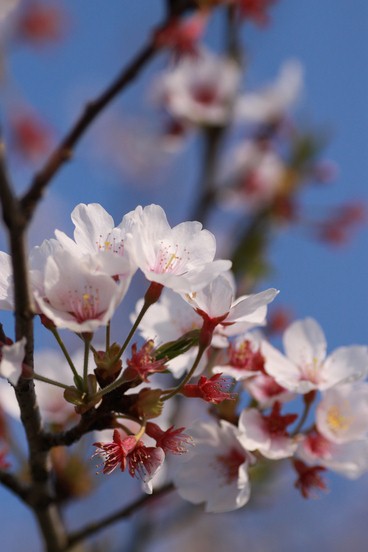 sakura photo　と挫折感・・・_f0194109_1644640.jpg