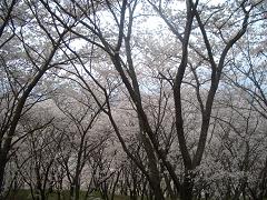 松本市　弘法山の桜_b0146813_20562833.jpg