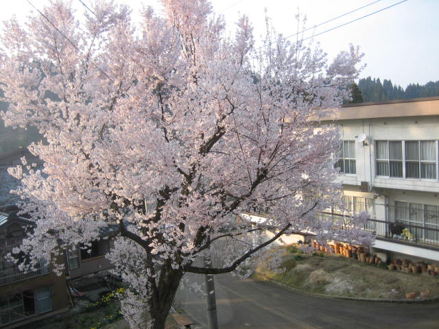 桜　さくら_f0067514_17195429.jpg