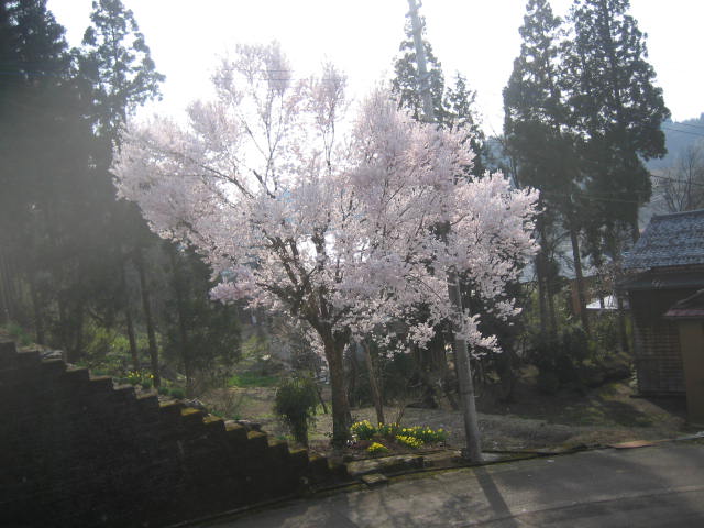 桜 さくら_f0067514_1720799.jpg