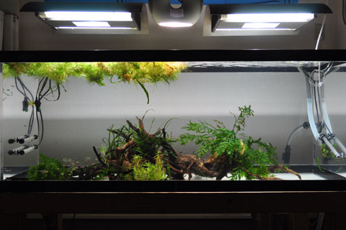 1リニューアル 大きな最小の石組 ネイチャーアクアリウム的生活