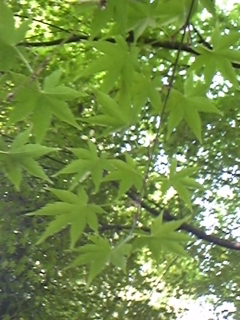 e0114015_169463.jpg