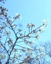 ただいま~♪♪ そしてイキガミ_a0043520_23402768.jpg
