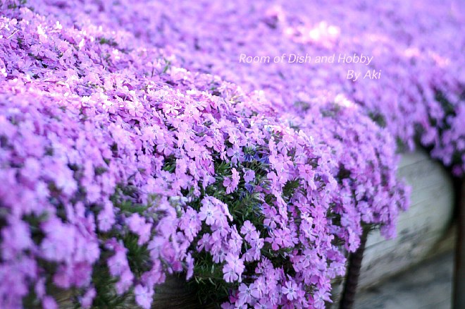 座架依橋左岸の芝桜が只今満開です。《P-1》_b0033423_11494214.jpg