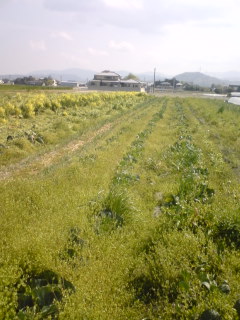f0135923_1135749.jpg