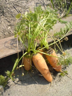 f0135923_1140916.jpg
