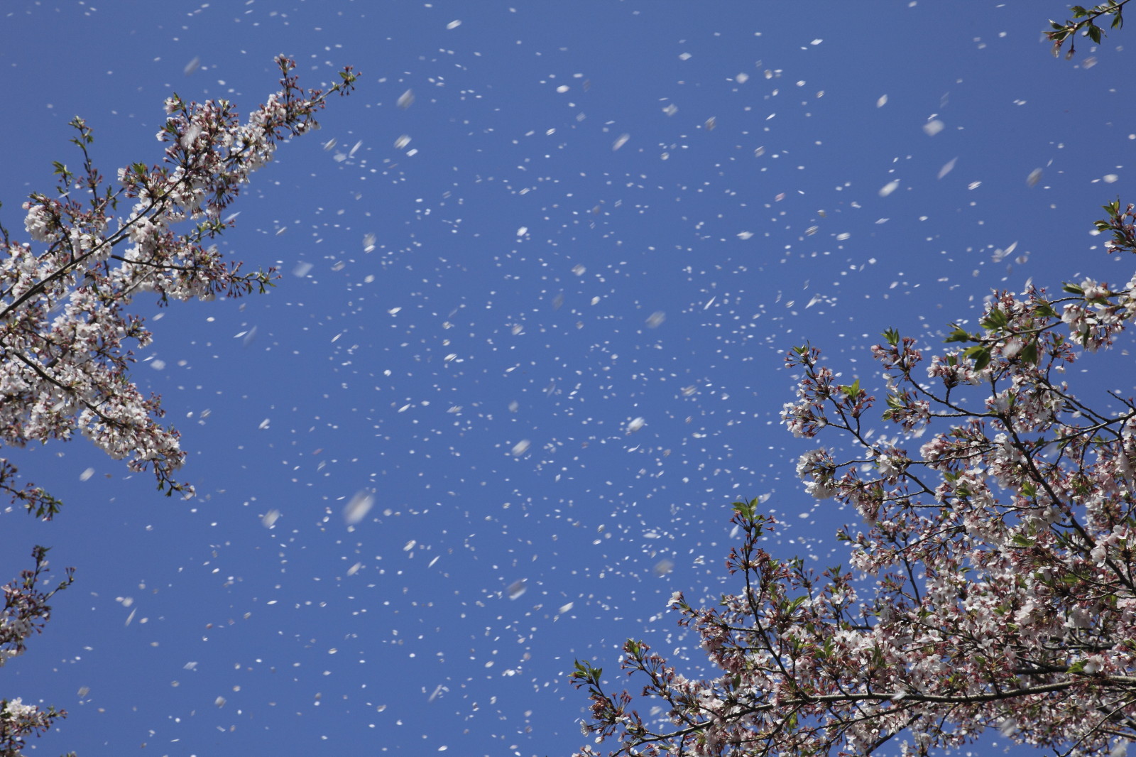 花吹雪 気ままな写真帖