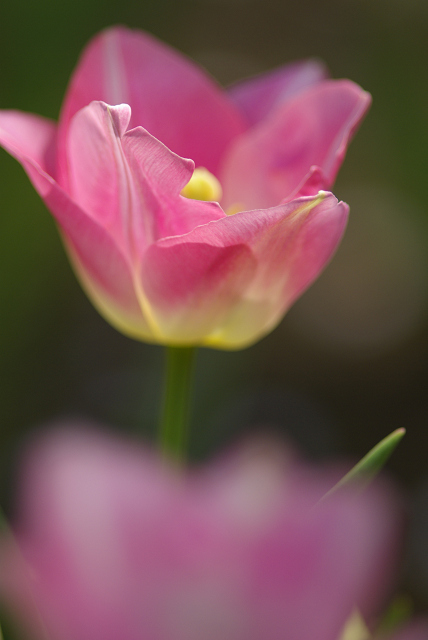 国営昭和記念公園　はるいろものがたり　*その2　Tulip Pink* _c0101927_2355417.jpg