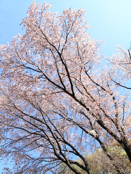 SAKURA Ⅱ_f0198729_21214757.jpg