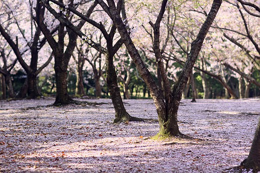 桜-Ⅱ_d0029333_20593211.jpg