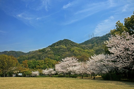 桜-Ⅱ_d0029333_213650.jpg