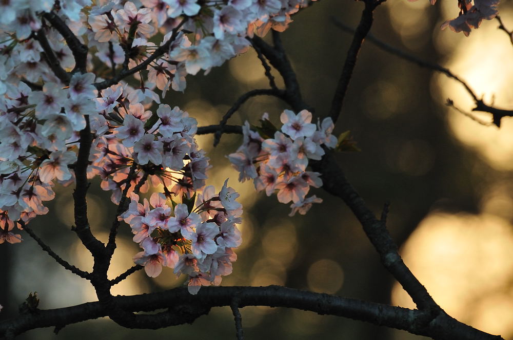 桜も終りやね_d0148541_22451680.jpg