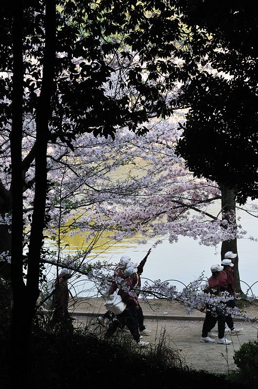 桜も終りやね_d0148541_22463575.jpg