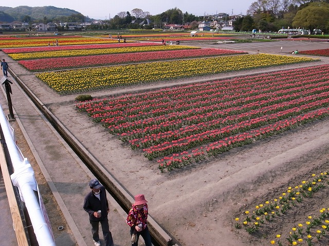 羽村チューリップ祭り・・・まるでオランダみたい！_a0009142_20595697.jpg