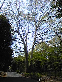 e0087443_1223378.jpg