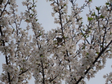 c0142944_2359226.jpg