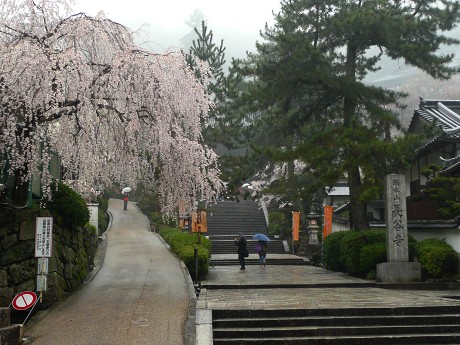 長谷寺の桜_c0057946_22171874.jpg