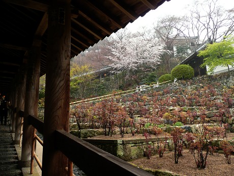 長谷寺の桜_c0057946_22182118.jpg