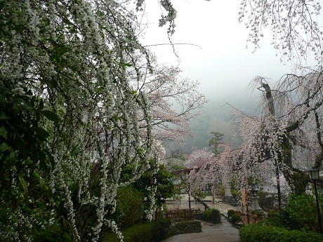 長谷寺の桜_c0057946_22274015.jpg