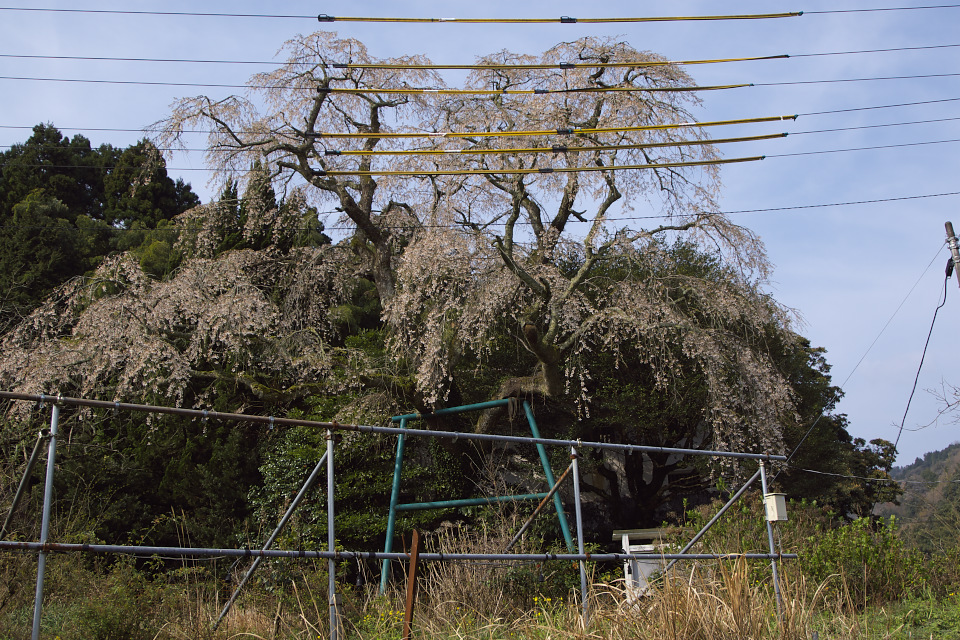 続・桜紀行　枝垂れ桜と電線と_f0112547_2241415.jpg