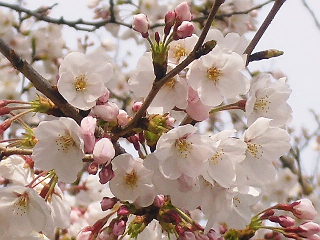 b0163750_0374524.jpg