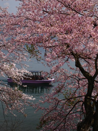 海津大崎の桜とカタクリ・・マキノデー_d0005250_1944368.jpg