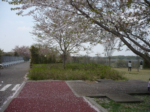 華吹雪　成田桜の山_f0193752_18572038.jpg