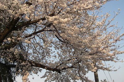 浦佐の桜_a0084753_17383595.jpg