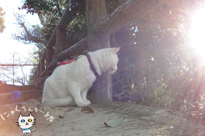 お城公園のお散歩 〜ちょっと遠回り〜_e0031853_15595036.jpg