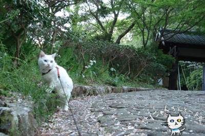 お城公園のお散歩 〜ちょっと遠回り〜_e0031853_1614937.jpg