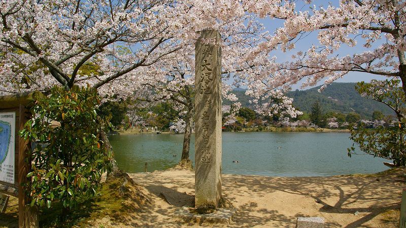 京の桜便り２００９ （嵯峨 大覚寺 大沢池畔の桜 ）  (2009年04月14日)_c0119555_21501349.jpg