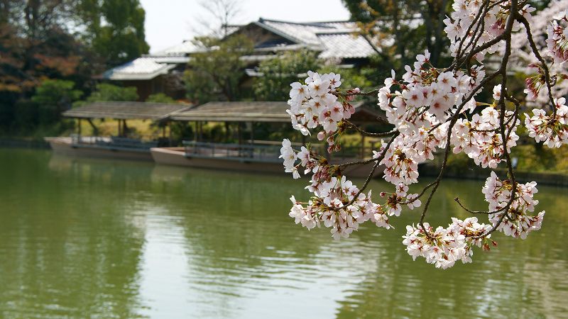 京の桜便り２００９ （嵯峨 大覚寺 大沢池畔の桜 ）  (2009年04月14日)_c0119555_21503430.jpg