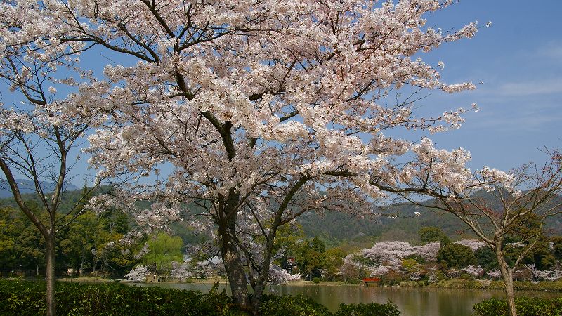 京の桜便り２００９ （嵯峨 大覚寺 大沢池畔の桜 ）  (2009年04月14日)_c0119555_2152183.jpg