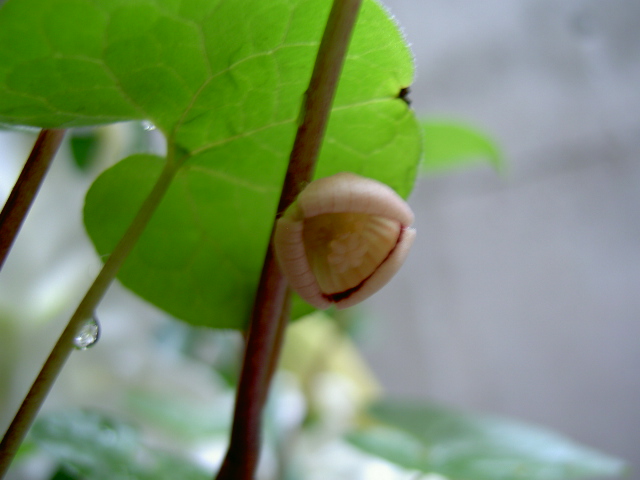 フタバアオイ 花開く_a0071956_19284555.jpg