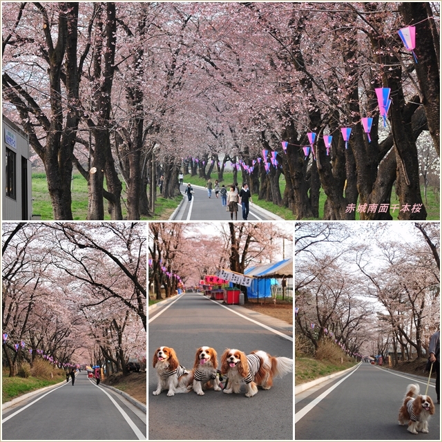 赤城高原牧場クローネンベルク＆赤城南面千本桜_e0106557_13423270.jpg