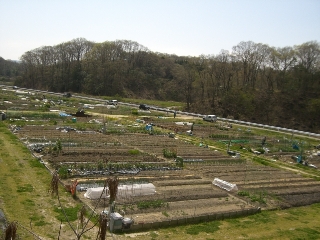 俄かfarmer？_d0111558_166247.jpg