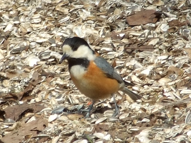 b0165760_20383218.jpg