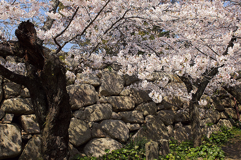 桜の山口ぶらり旅_a0080662_1415520.jpg