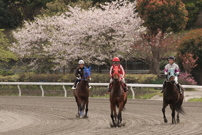 2009年4月5日（日） 高知競馬 6R E3_a0077663_1755065.jpg