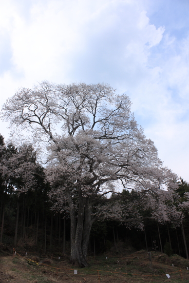 一本桜_e0167664_20241371.jpg