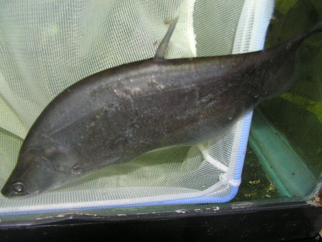 リミックス名東店熱帯魚
