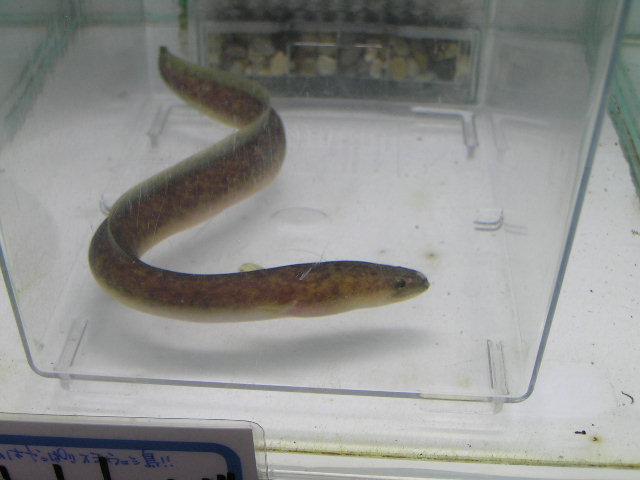 リミックス名東店熱帯魚