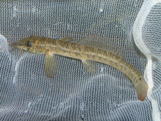 豪華で新しい リミックス名東店熱帯魚 その他