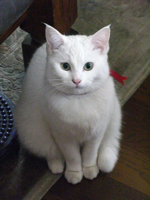 白レバー_e0000266_34620100.jpg